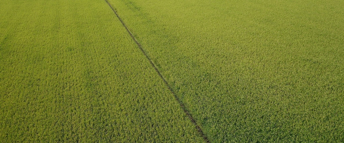 A vast agricultural field with neatly arranged crop rows.