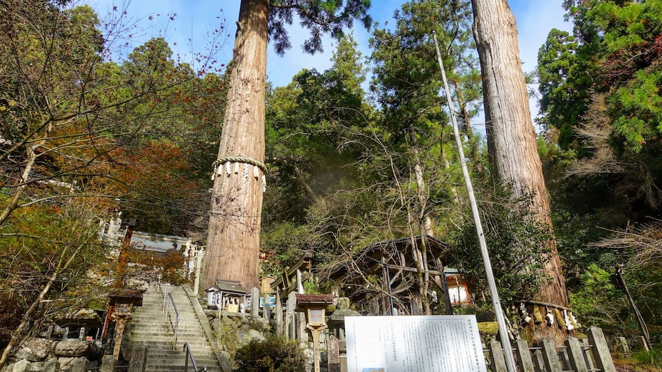 A forested area with large trees, a stone staircase, and a wooden fence.