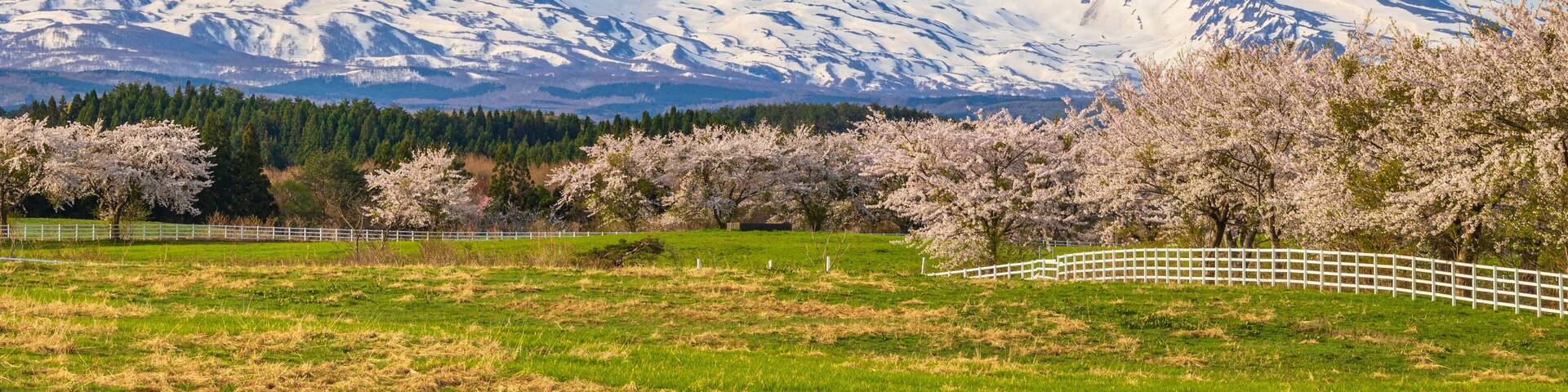 鳥海山と桜並木 牧場 絶景