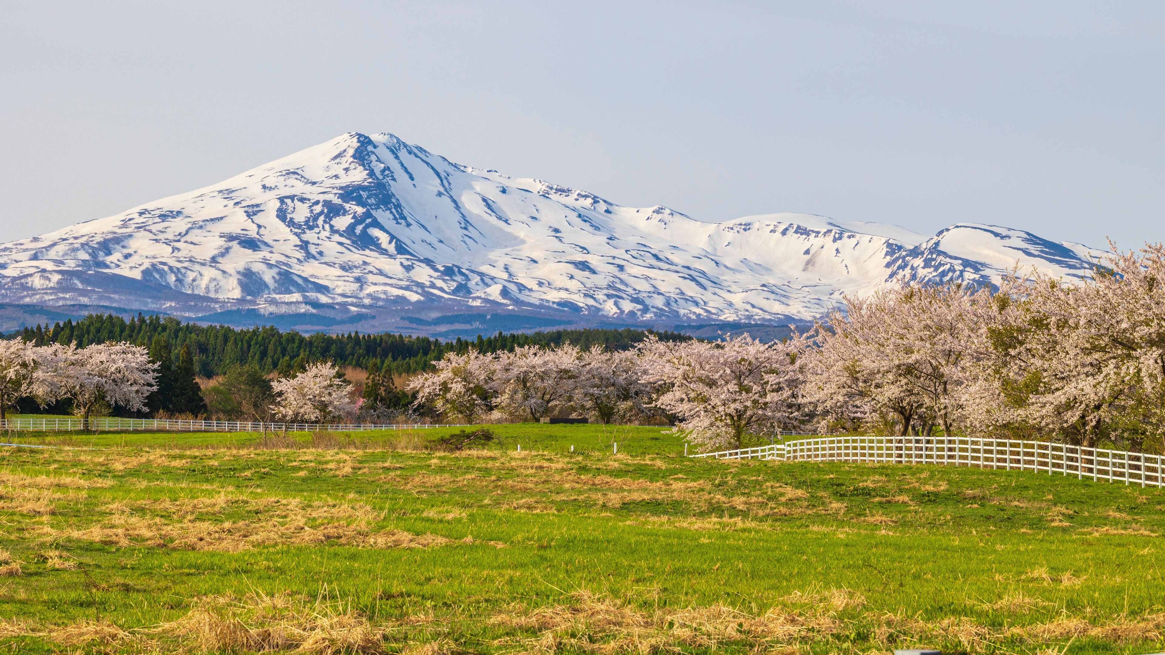 A snow-capped mountain range, cherry blossom trees, and a grassy field with a white fence.