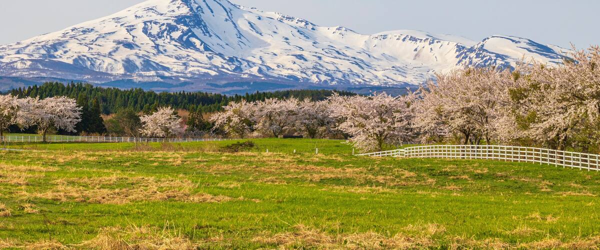 A snow-capped mountain range, cherry blossom trees, and a grassy field with a white fence.