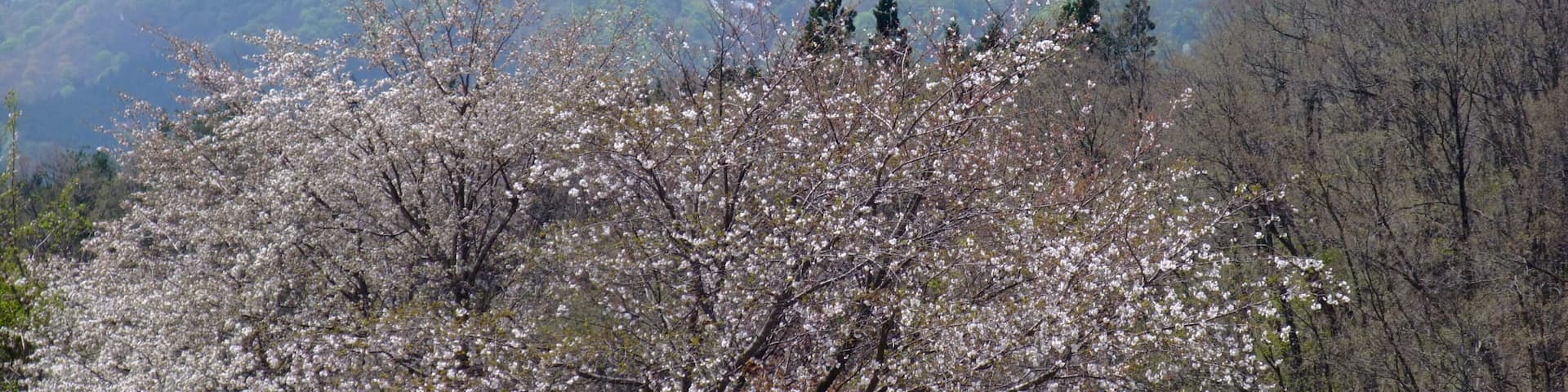 八塩山(秋田県由利本荘市矢島町)