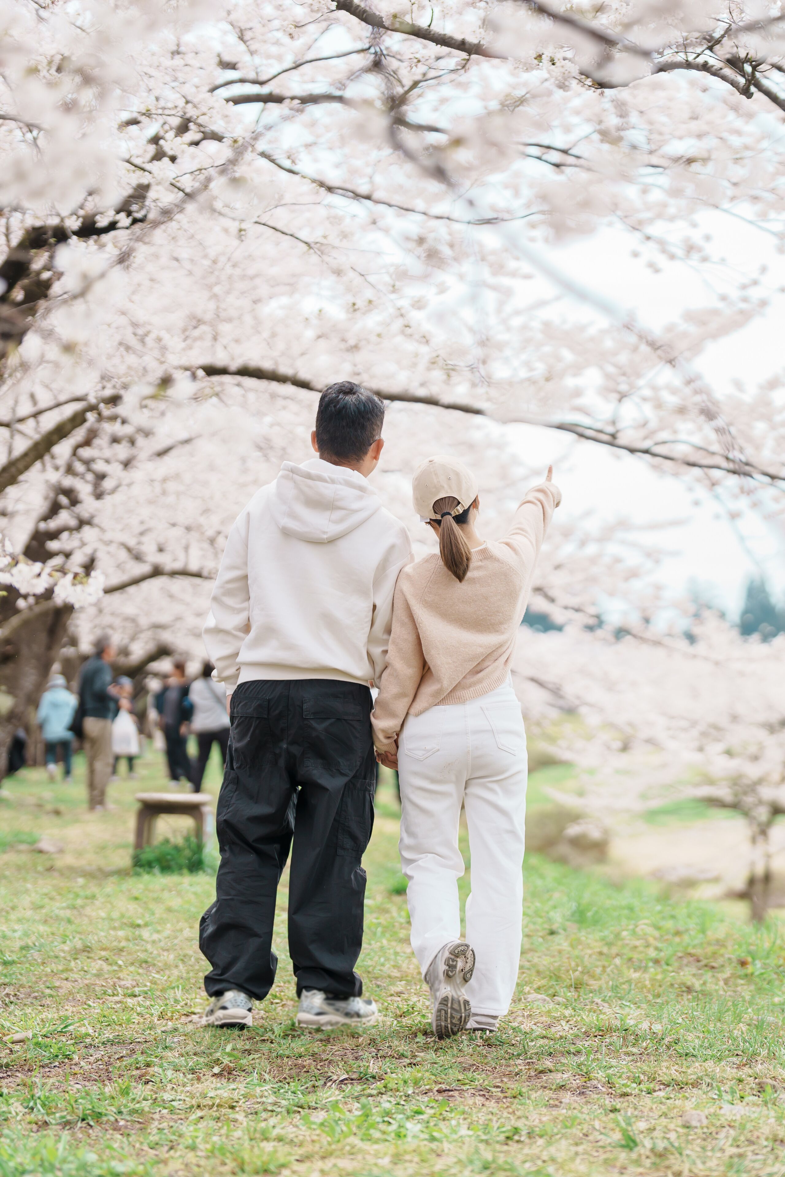 Couple tourist sightseeing Sakura Cherry Blossom in Spring. Happy traveler travel near Hinokinai River riverbank in Kakunodate town, Semboku District, Akita Prefecture, Japan. Landmark and Vacation