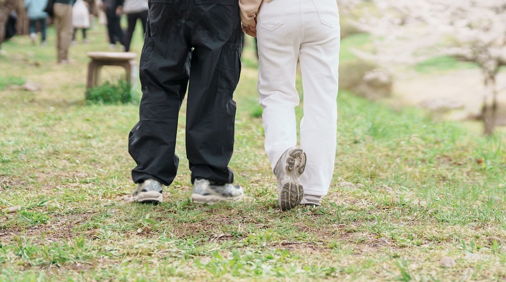 Couple tourist sightseeing Sakura Cherry Blossom in Spring. Happy traveler travel near Hinokinai River riverbank in Kakunodate town, Semboku District, Akita Prefecture, Japan. Landmark and Vacation
