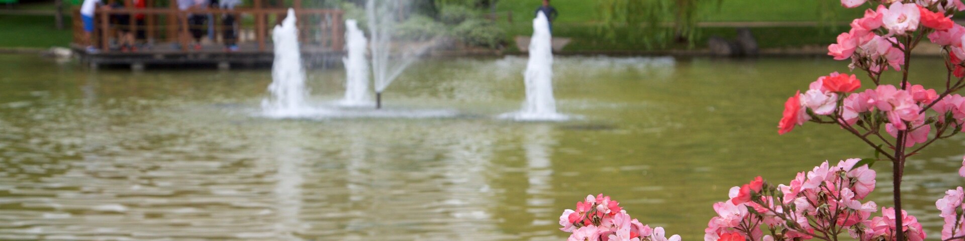 Yamaguchi Park showing a lake or waterhole, wildflowers and a fountain
