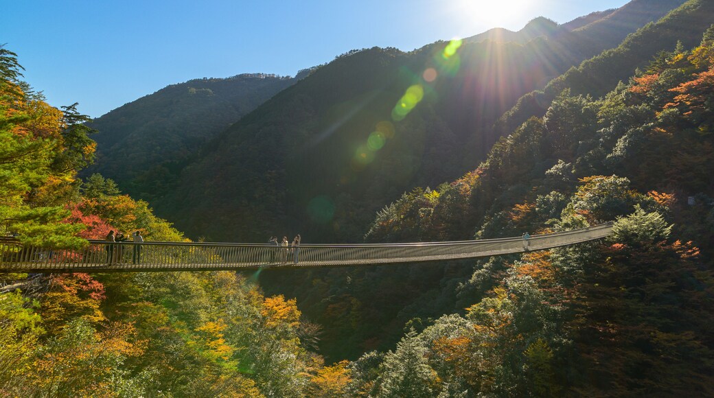 秘境の自然風景(秋)五家荘「梅の木轟公園吊橋」全景パノラマ Unexplored natural scenery (Autumn) Gokaso "Umenoki Todoroki Park Suspension Bridge" panoramic view 日本2020年秋撮影 Photographed in autumn 2020 in Japan 九州・熊本県八代市 Yatsushiro