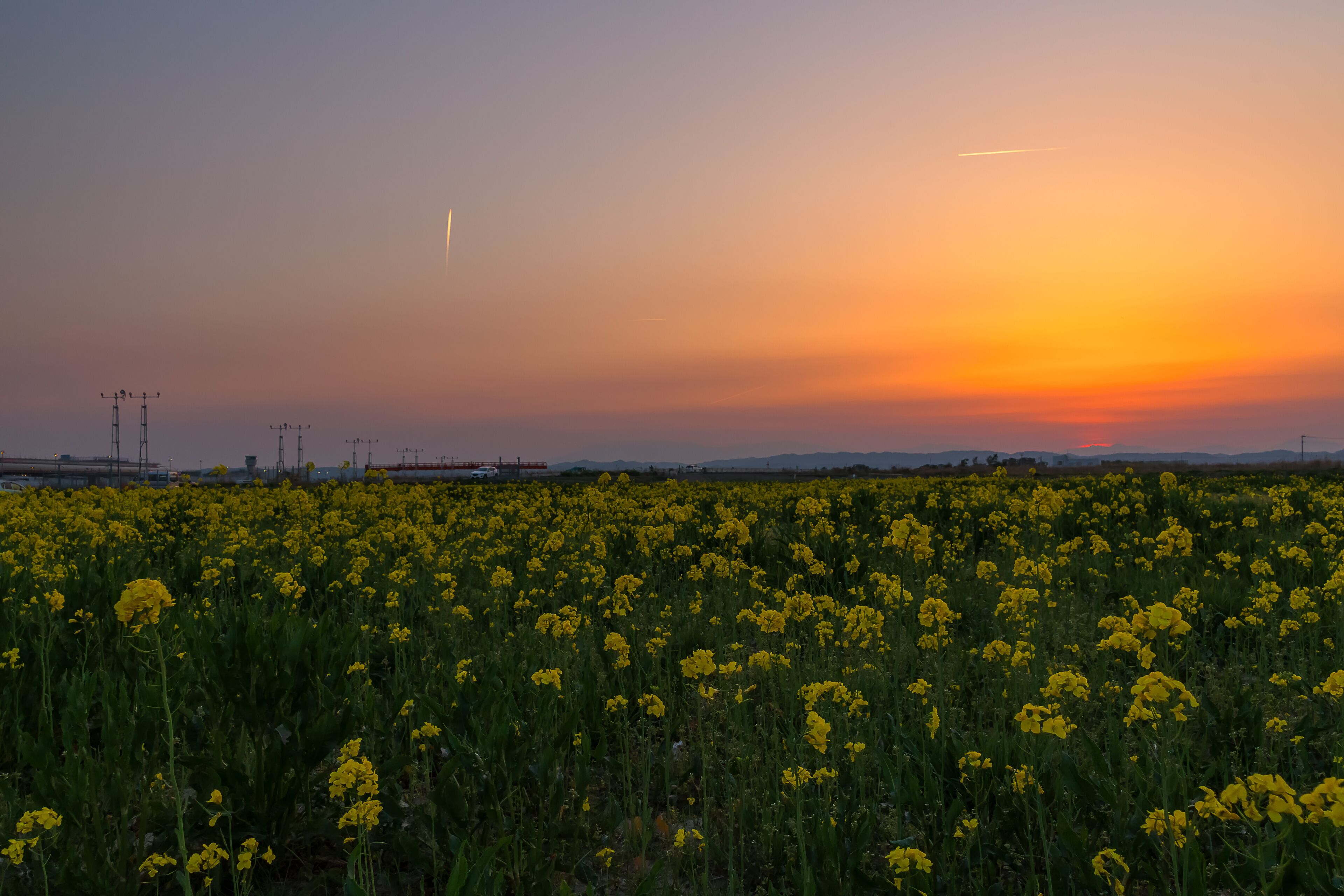 仙台空港 夕方の菜の花畑 canola flower field in natori japan