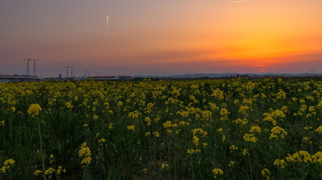仙台空港 夕方の菜の花畑 canola flower field in natori japan