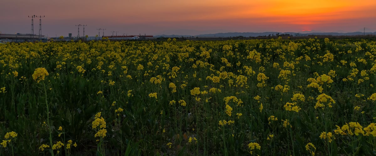 仙台空港 夕方の菜の花畑 canola flower field in natori japan