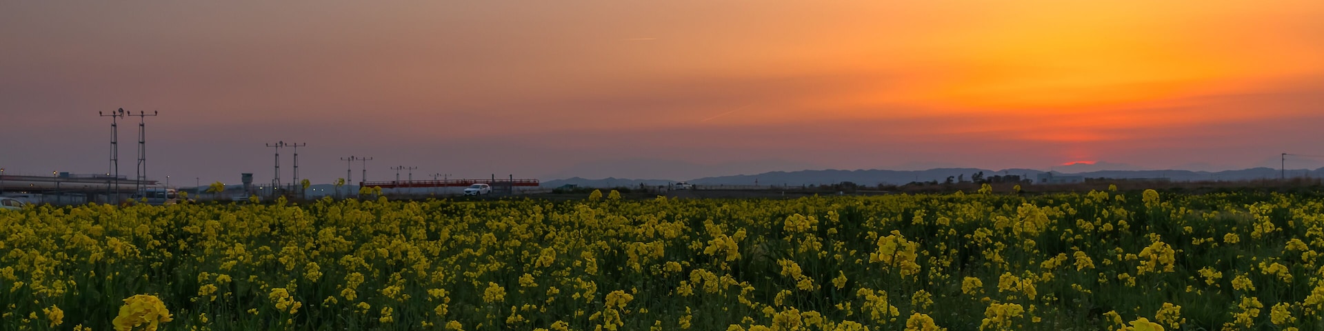 仙台空港 夕方の菜の花畑 canola flower field in natori japan