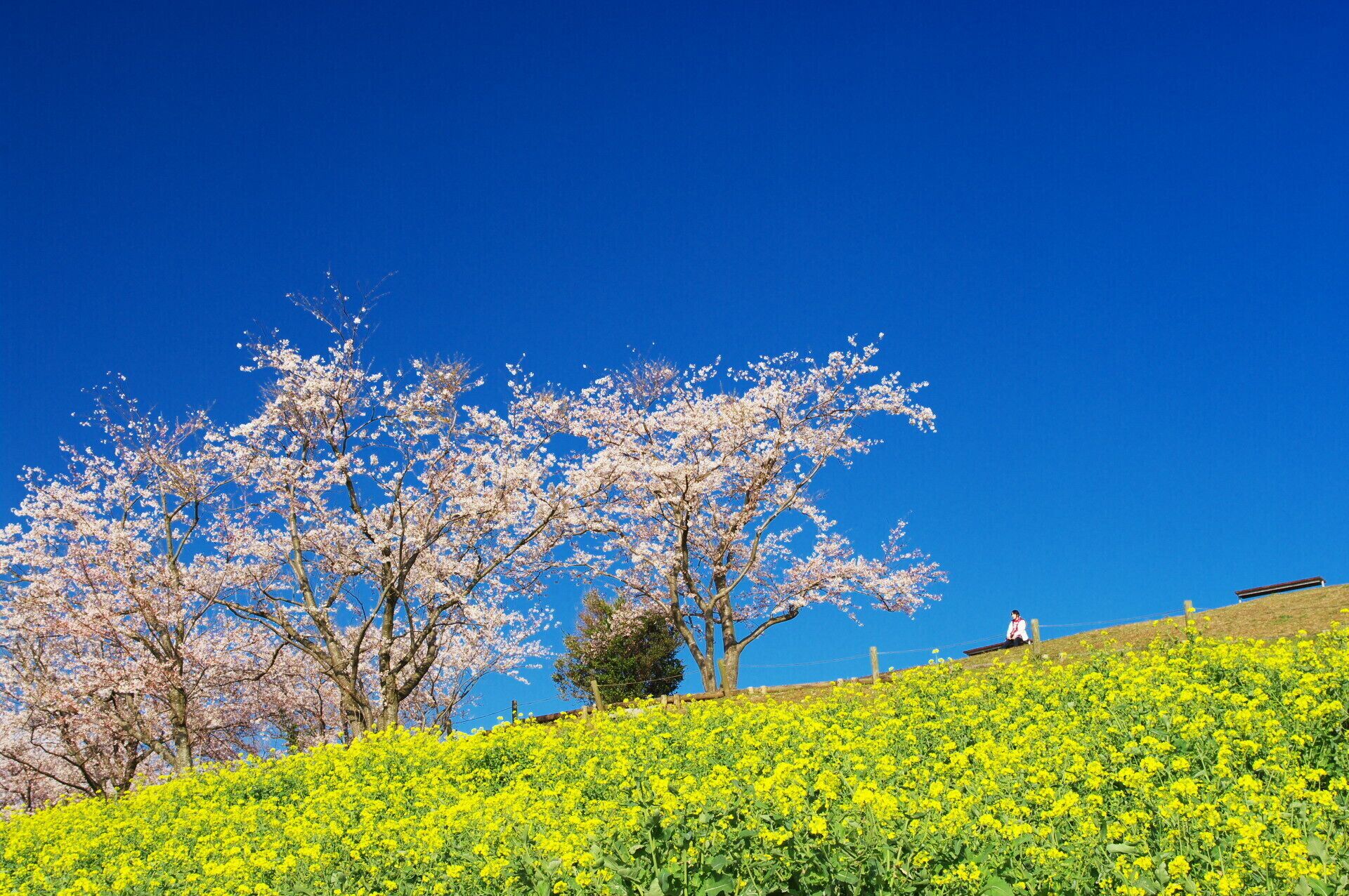 A field of yellow flowers, cherry blossom trees, and a person sitting on a hill.