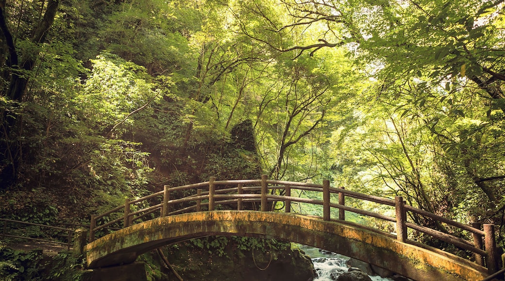 The afternoon sunlight filtering through the lush green of the trees on this bridge leading to Amanoyasugawara Shrine was a sight to behold. I've always loved the more quieter trails that lets you appreciate nature. The sounds of birds and insects combined with the steady susurrus of the stream makes the entire walk even more magical. The aforementioned shrine is a simple shrine inside a large cave believed to be where the gods and goddesses met to discuss their strategy of luring the goddess Amaterasu from her hiding place and bring back light into the world.
Protip: At the start of the trail leading to the shrine, right beside the main road, is a shop that sells souvenirs and these amazing sandwiches with local beef and chicken products in it that taste absolutely delicious. That, and their mushroom tea is a must try.