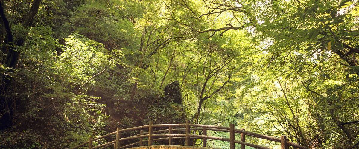 The afternoon sunlight filtering through the lush green of the trees on this bridge leading to Amanoyasugawara Shrine was a sight to behold. I've always loved the more quieter trails that lets you appreciate nature. The sounds of birds and insects combined with the steady susurrus of the stream makes the entire walk even more magical. The aforementioned shrine is a simple shrine inside a large cave believed to be where the gods and goddesses met to discuss their strategy of luring the goddess Amaterasu from her hiding place and bring back light into the world.
Protip: At the start of the trail leading to the shrine, right beside the main road, is a shop that sells souvenirs and these amazing sandwiches with local beef and chicken products in it that taste absolutely delicious. That, and their mushroom tea is a must try.