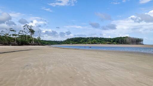 Barra velha beach at Soure, Marajo in Para, Brazil. Beautiful beach and mangrove trees with their great crooked roots