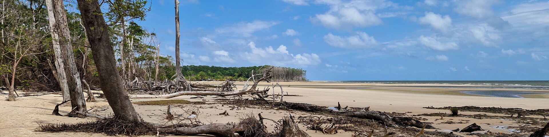 Una playa con árboles caídos y un cielo despejado.