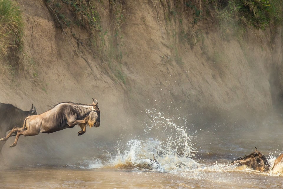 A herd of wildebeests jumping over a river, with dust and water splashes.