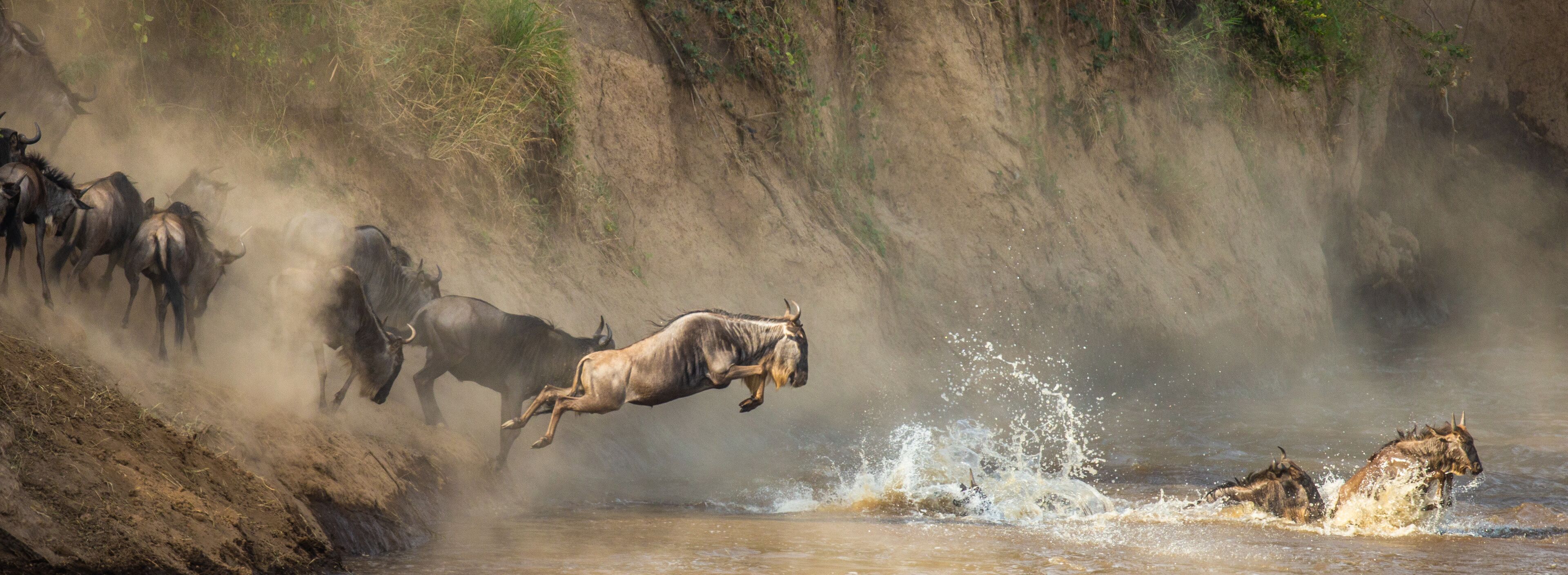 A herd of wildebeests jumping over a river, with dust and water splashes.