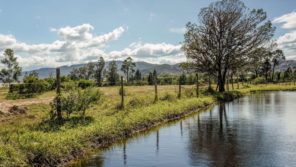 Long exposure of an acacia tree by a lake in a sunny afternoon, in a farm near the colonial town of Villa de Leyva in central Colombia.