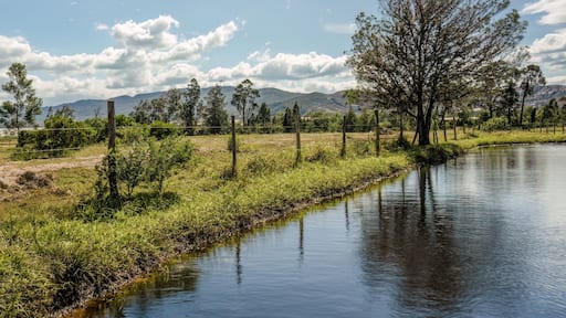Long exposure of an acacia tree by a lake in a sunny afternoon, in a farm near the colonial town of Villa de Leyva in central Colombia.