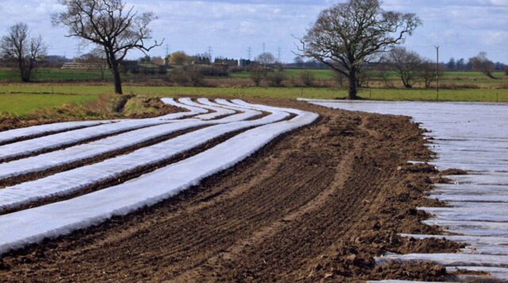 Near Cave Common Farm, South Cave, East Riding of Yorkshire, England. Polythene-covered field as seen from the footpath alongside Mill Beck.