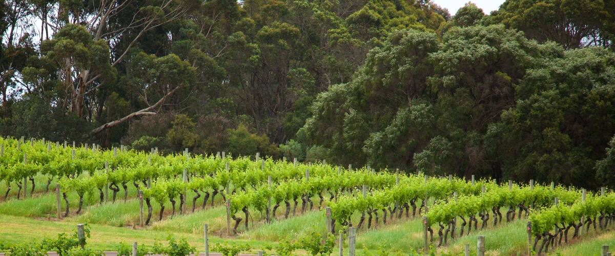 Vasse Felix Winery