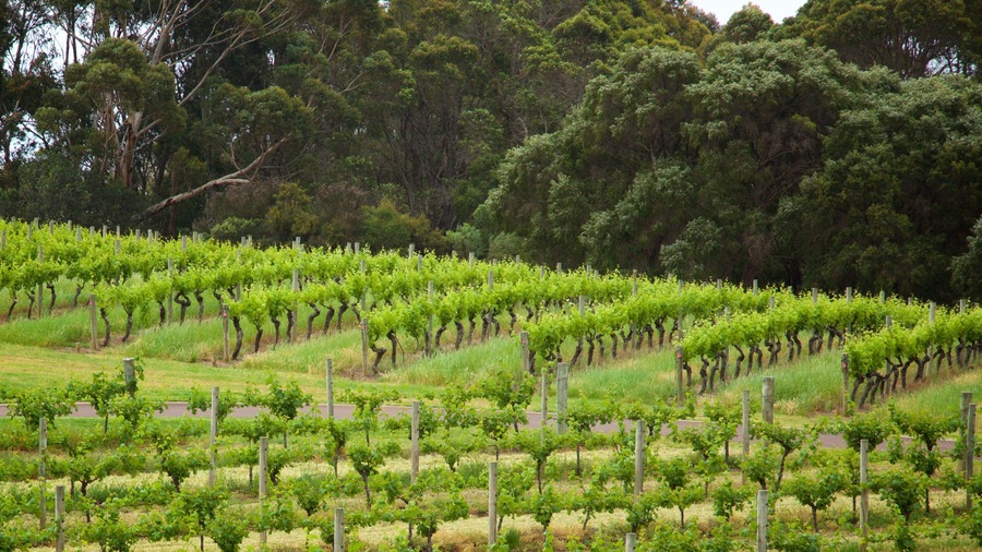 Vasse Felix Winery