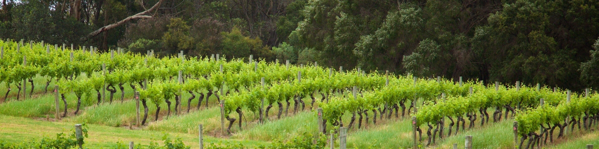 Vinícola Vasse Felix