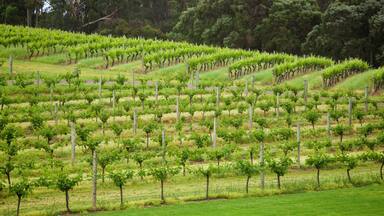 Vasse Felix Winery