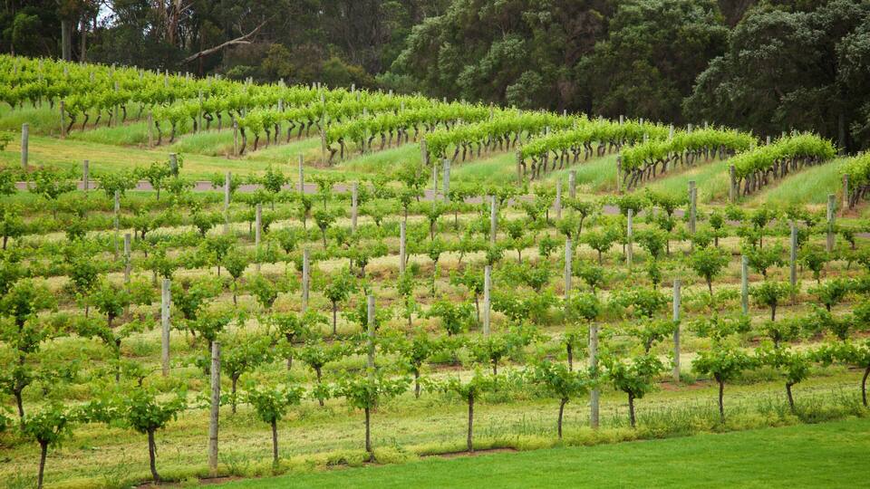 A vineyard with rows of grapevines.