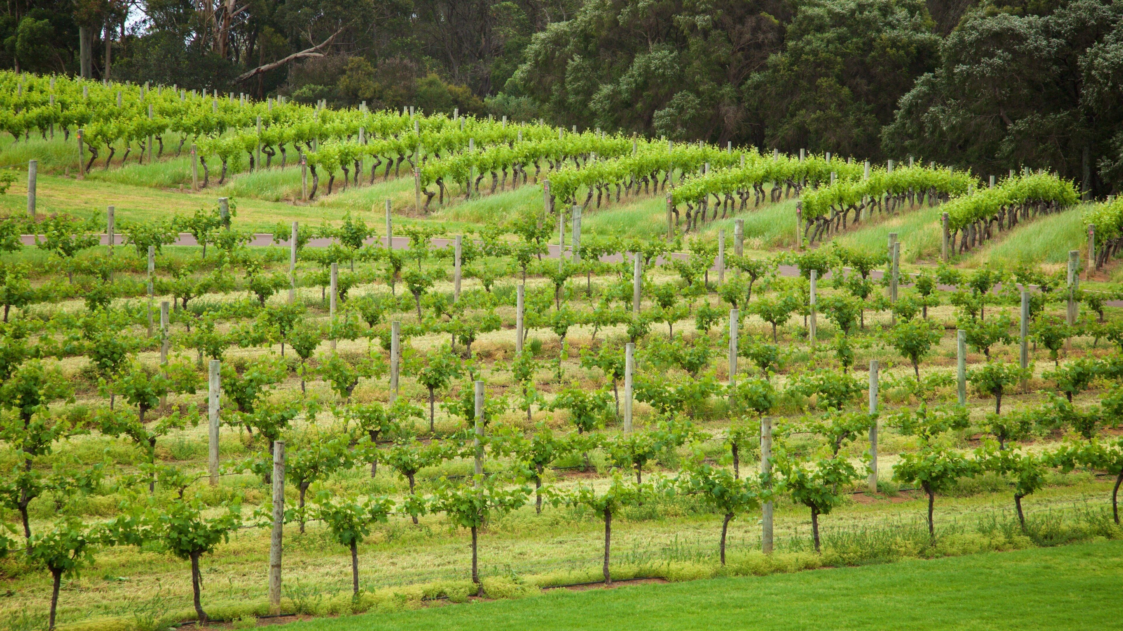 A vineyard with rows of grapevines.