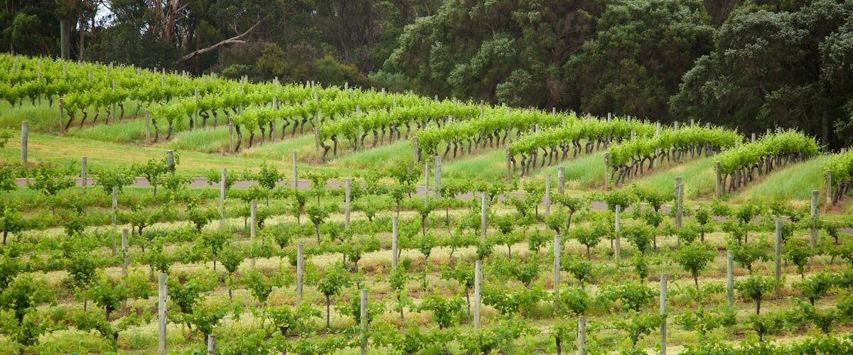 A vineyard with rows of grapevines.