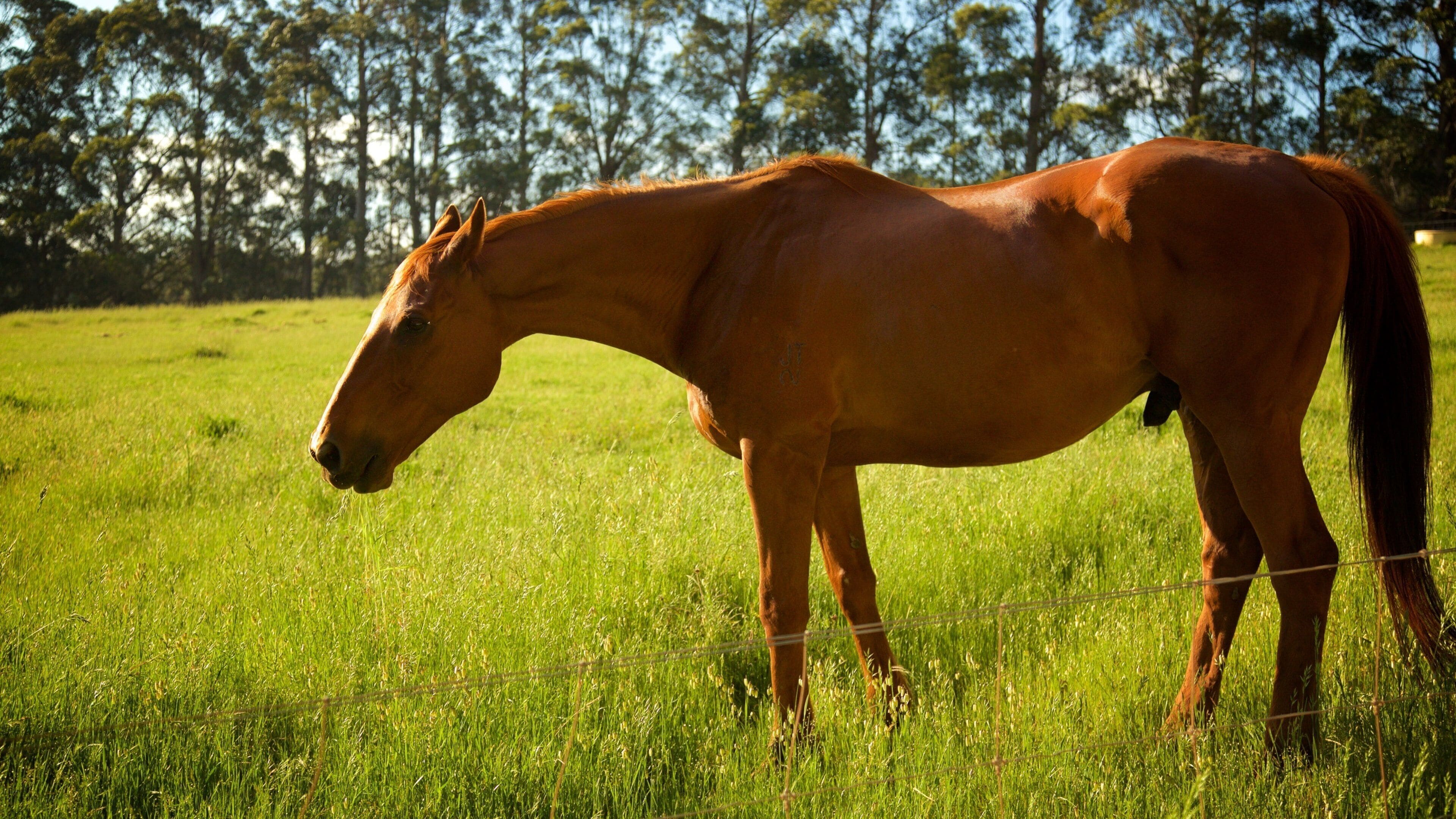 The Berry Farm featuring animals