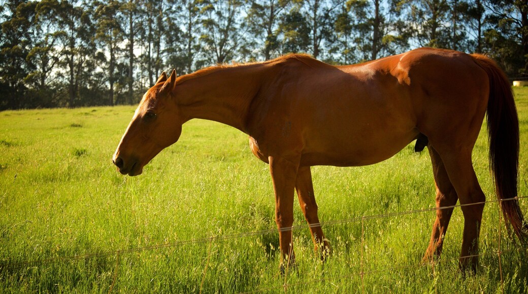 The Berry Farm featuring animals