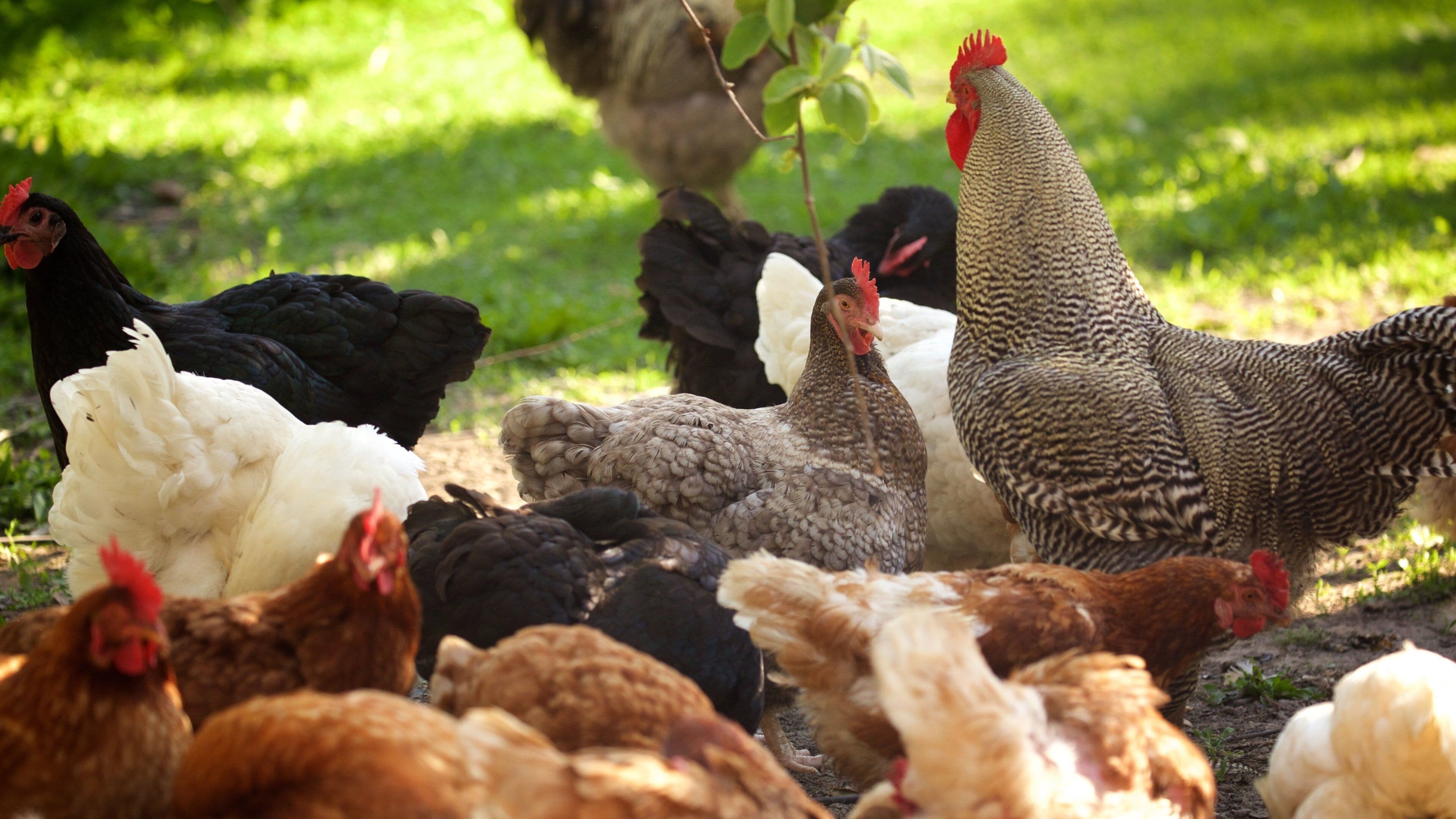 The Berry Farm qui includes animaux