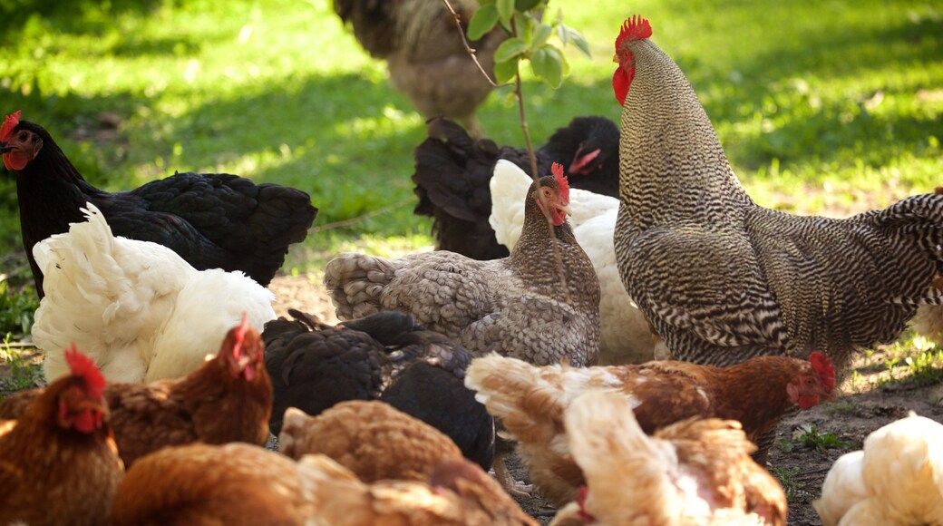 The Berry Farm qui includes animaux
