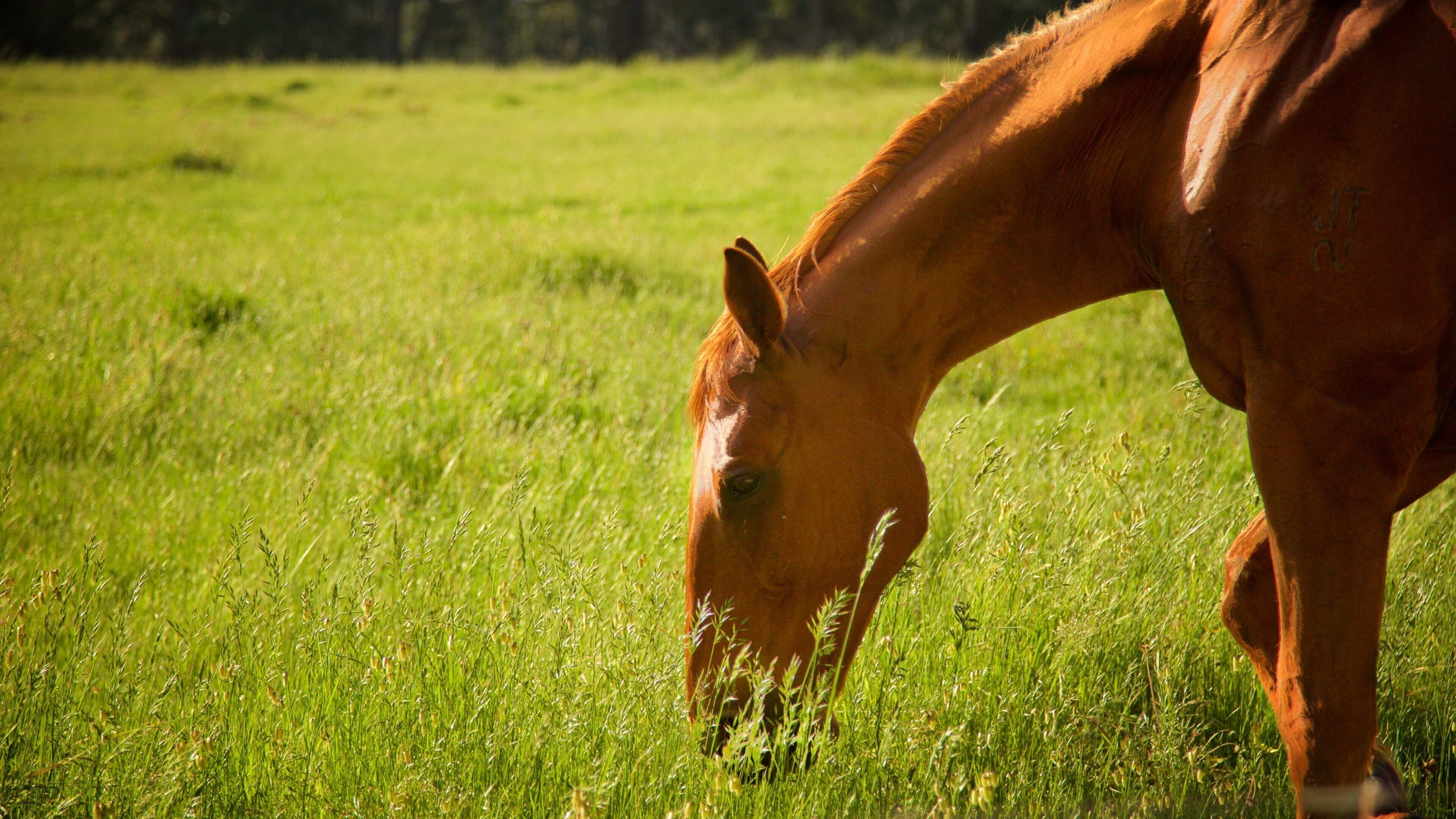 The Berry Farm bevat dieren en akkerland
