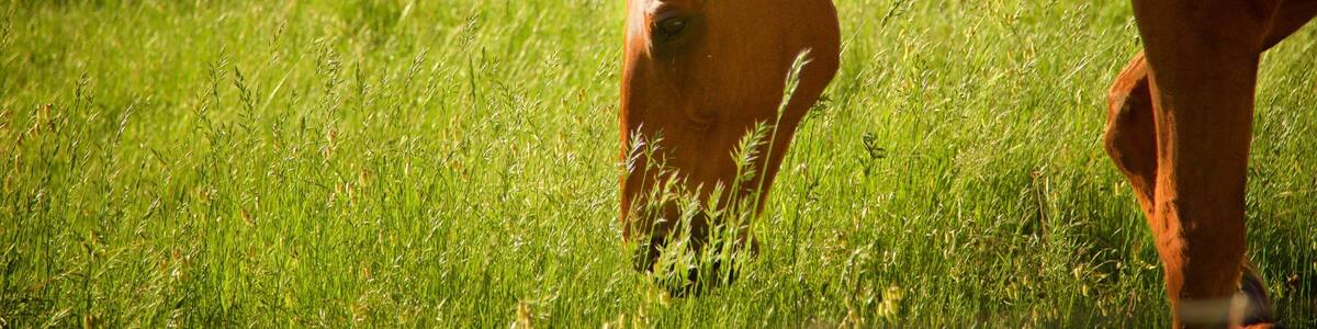 The Berry Farm which includes animals and farmland