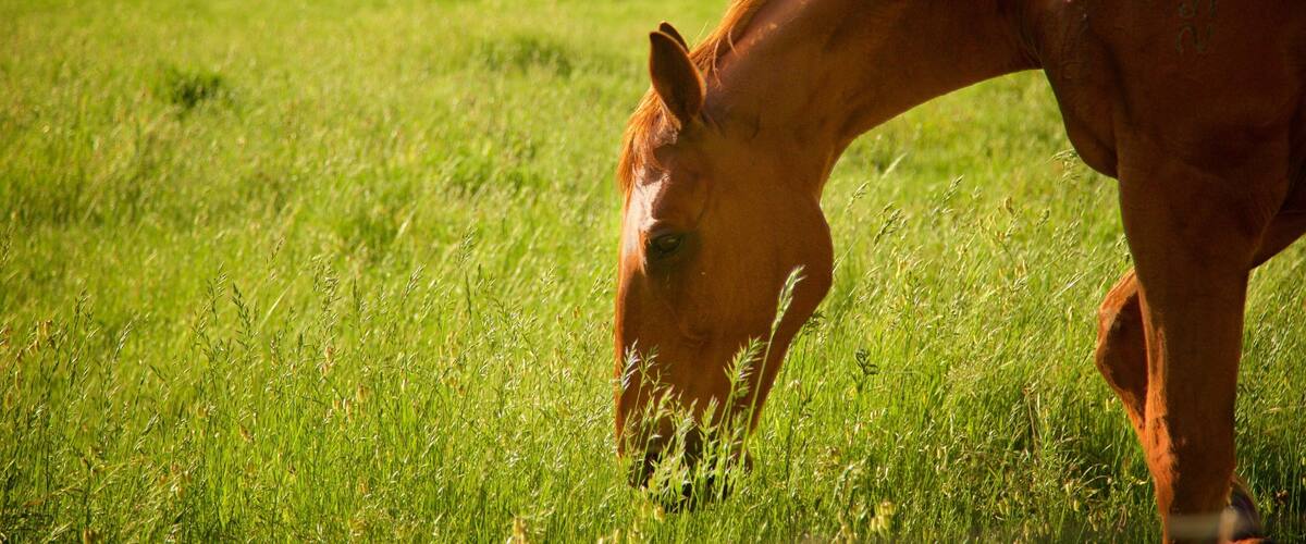 The Berry Farm which includes animals and farmland
