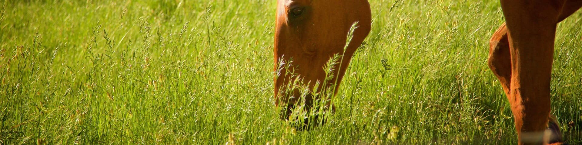 The Berry Farm mettant en vedette ferme et animaux