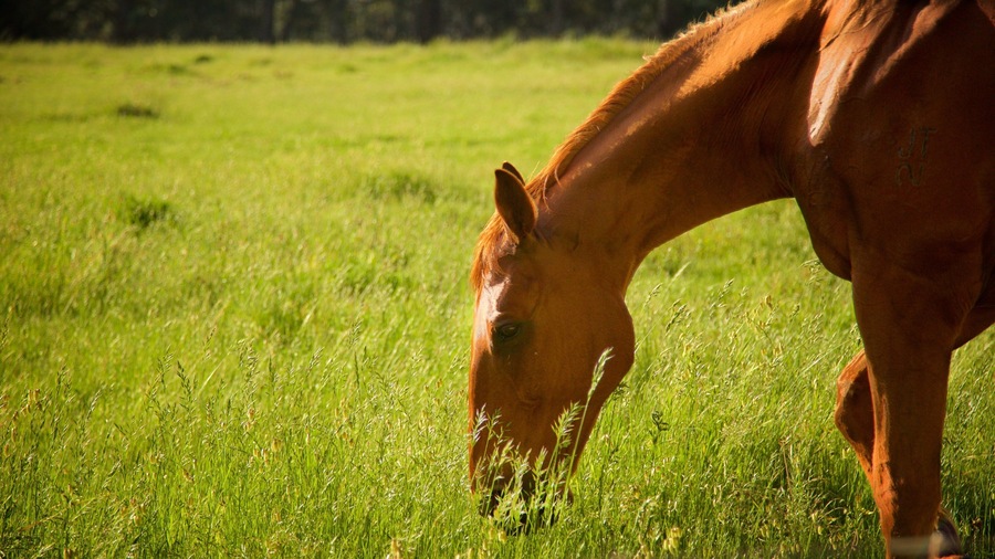 The Berry Farm which includes animals and farmland