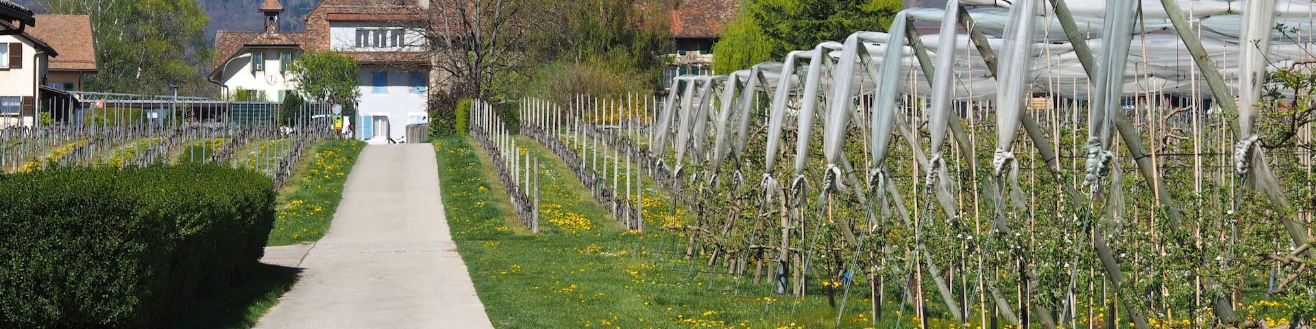 Village of Grens, Switzerland, Canton Vaud (Wadt) with Vineyards and Mountains