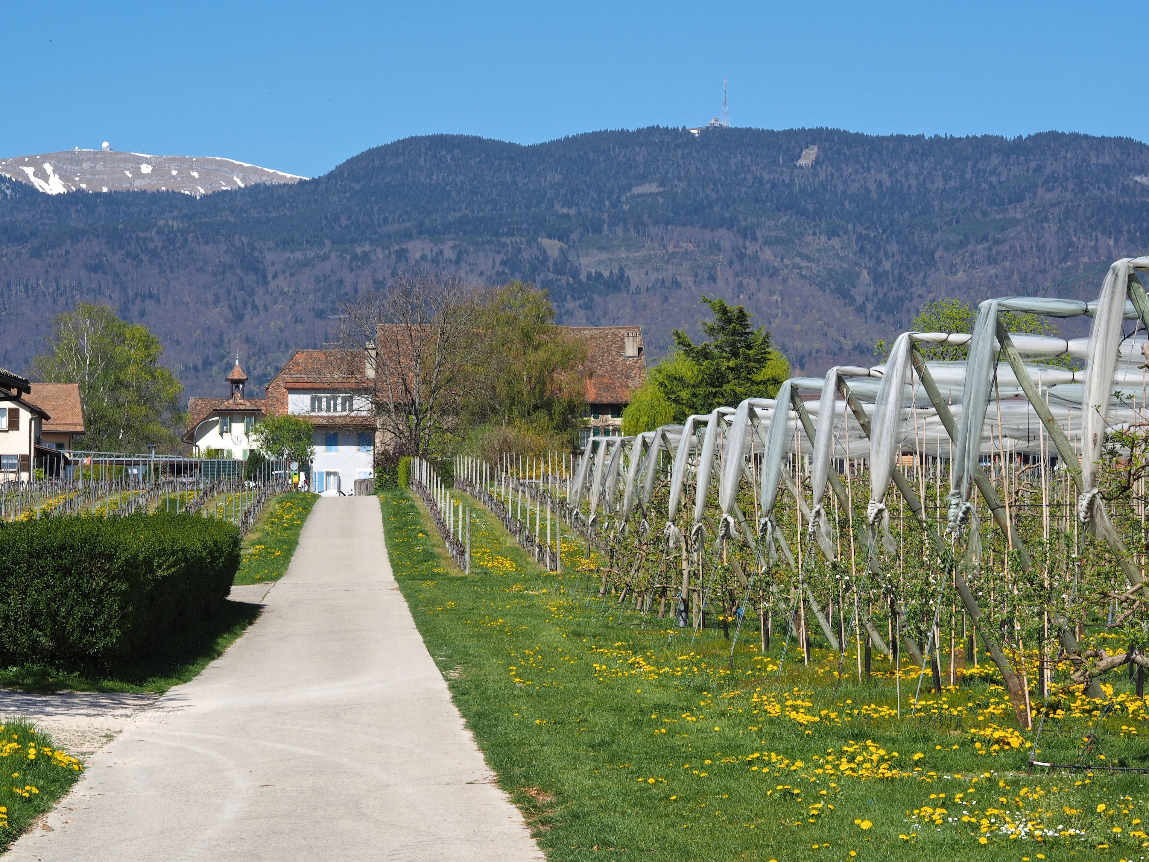 A vineyard path leading to a white building with a clock tower, surrounded by mountains and a clear sky.