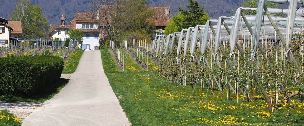 A vineyard path leading to a white building with a clock tower, surrounded by mountains and a clear sky.