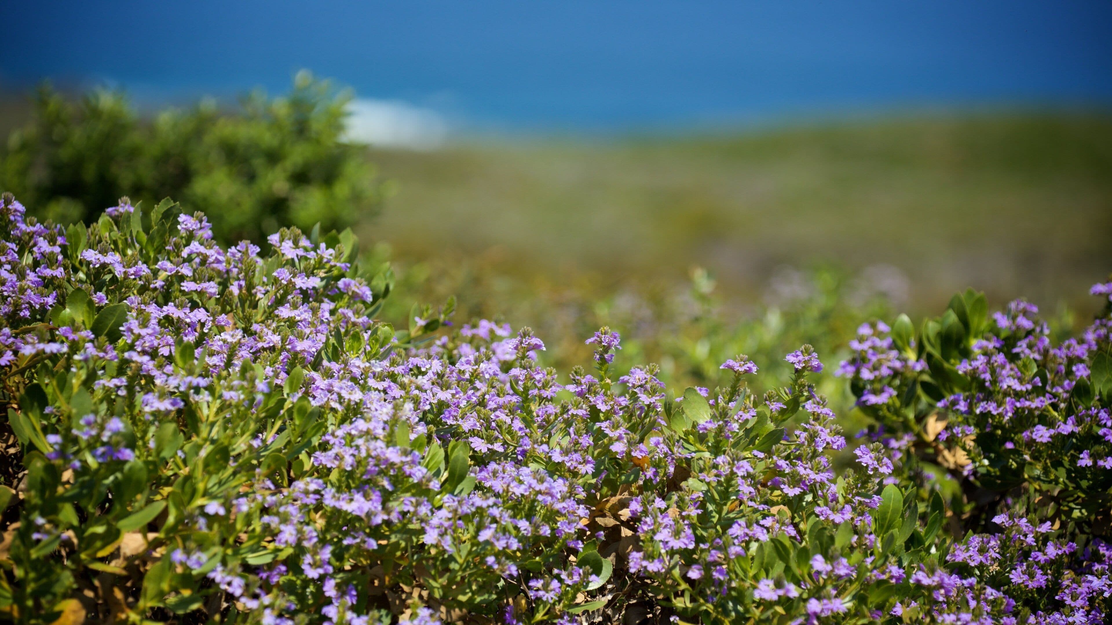 Cape Naturaliste Lighthouse showing wild flowers