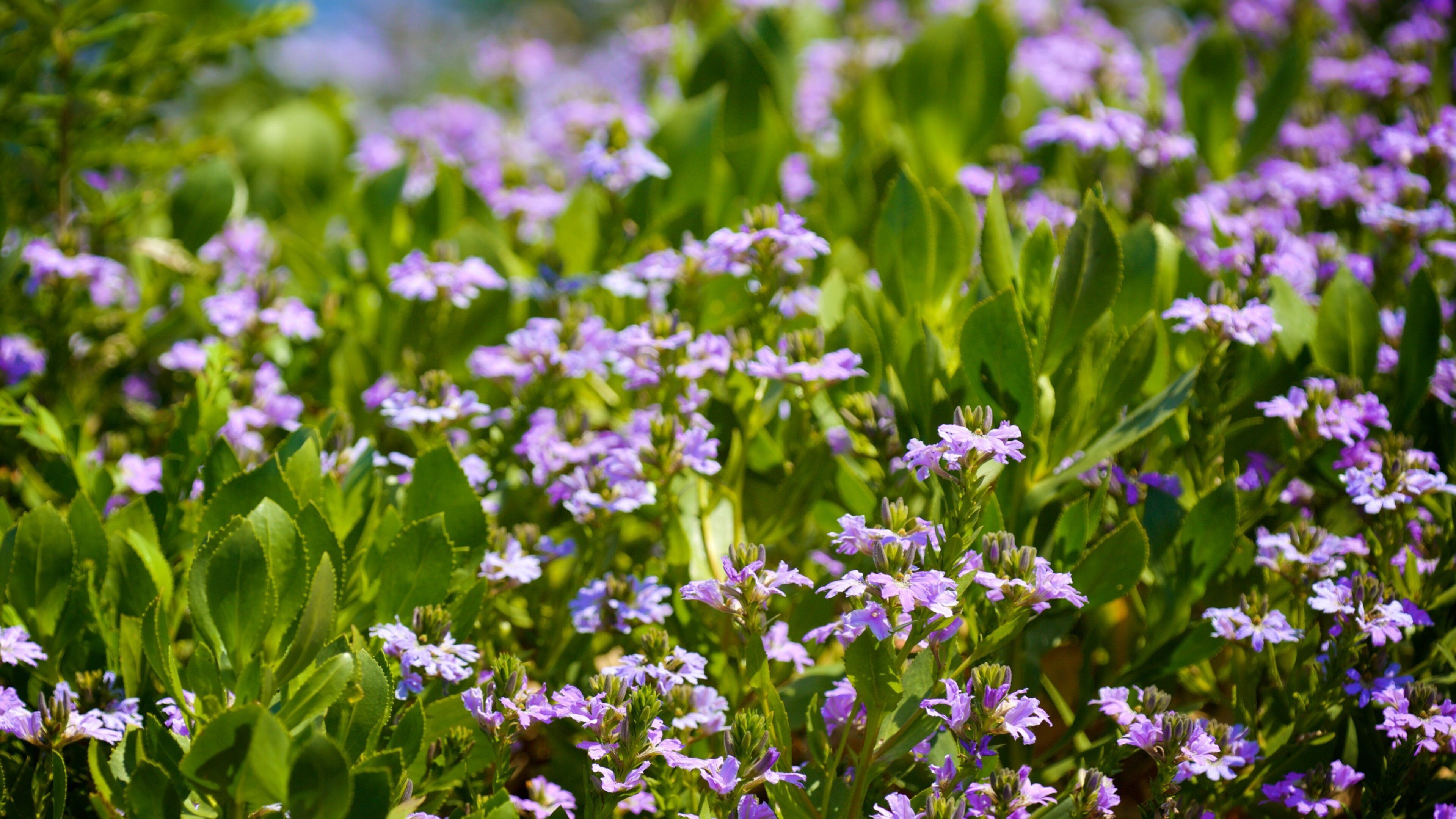 Phare du cap Naturaliste montrant fleurs