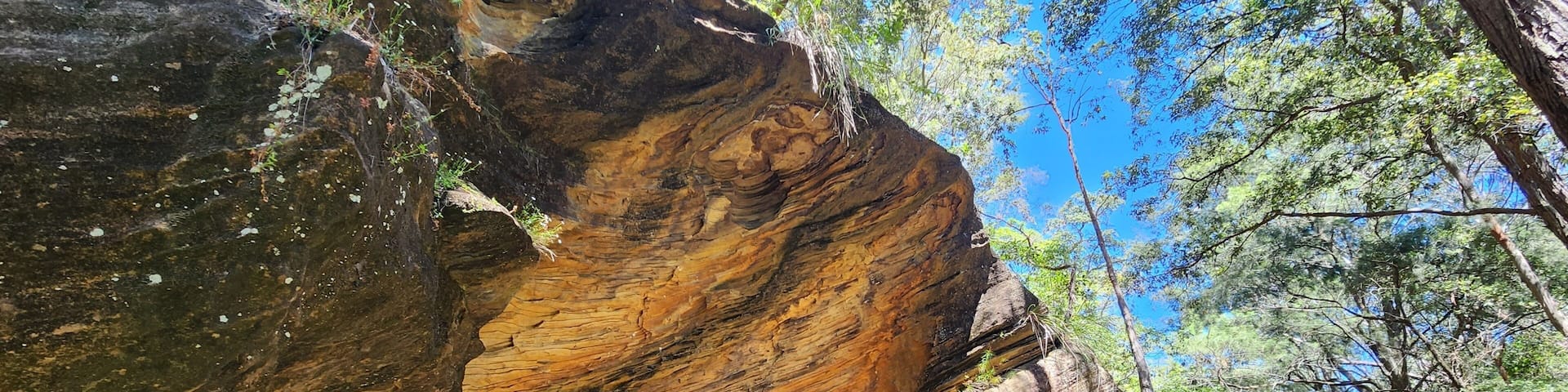 Birdwood Gully in Springwood, New South Wales Australia