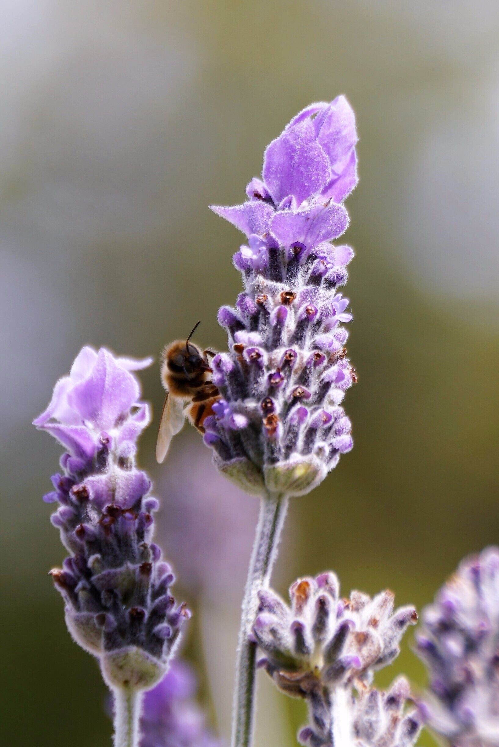 Bee on the lavender which is prolific this time of year.