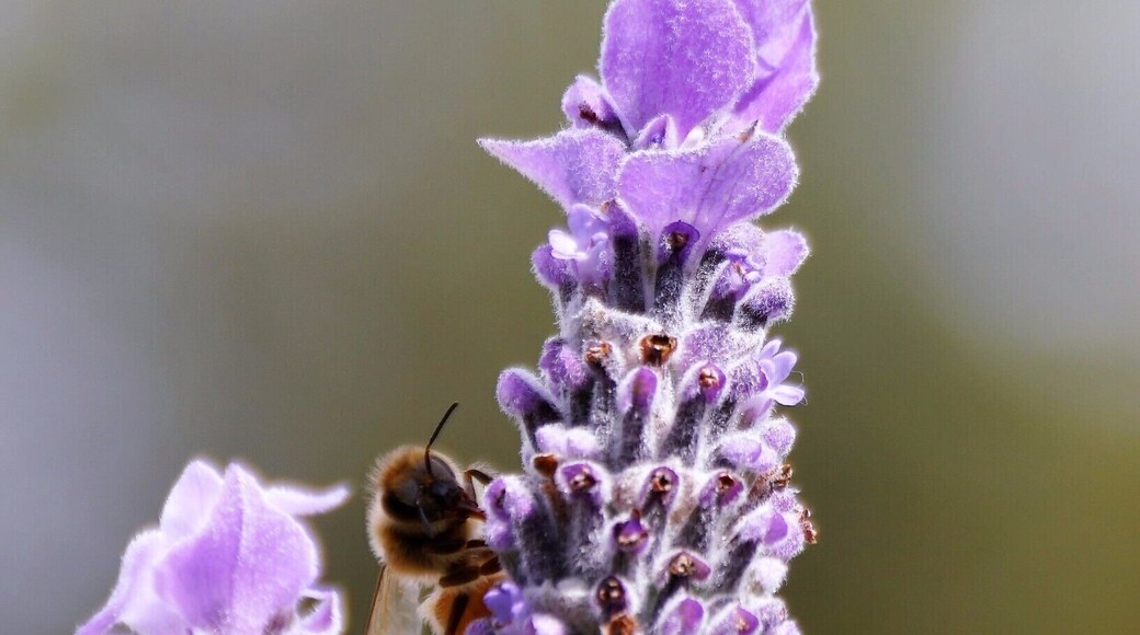 Bee on the lavender which is prolific this time of year.