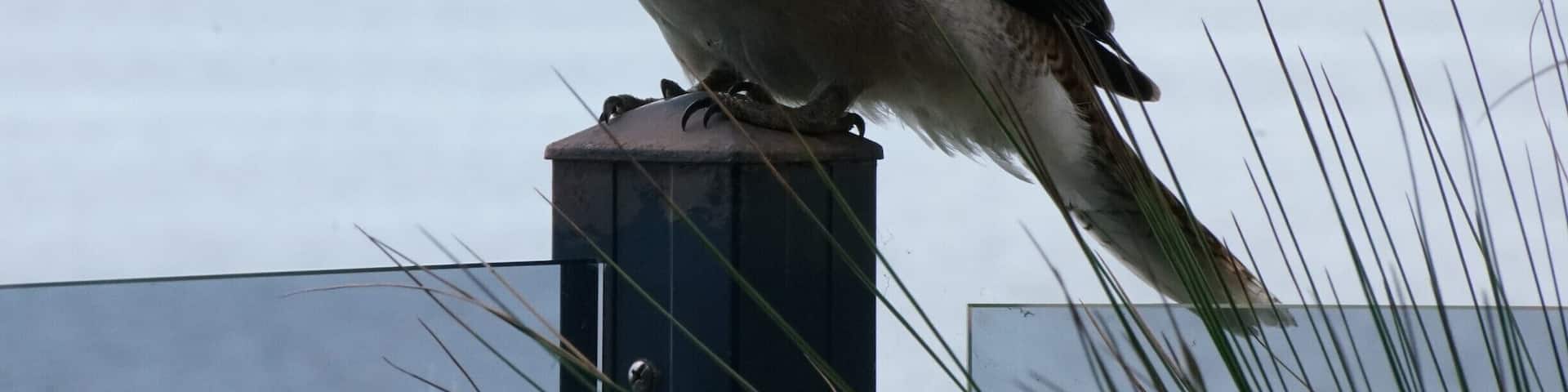 Kookaburra on the back deck. He was begging for fish scraps from our lunch.