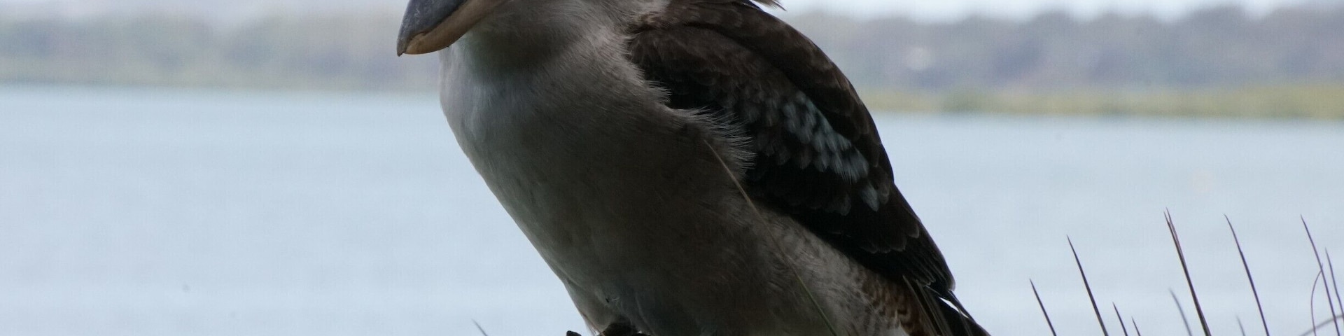 Kookaburra on the back deck. He was begging for fish scraps from our lunch.